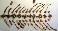 Labyrinthodonts
