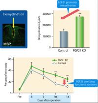 Figure 2. FGF21 Knockout Mice