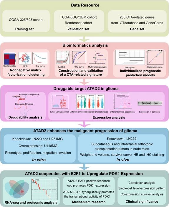 The flowchart of this study