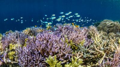 Coral Reefs