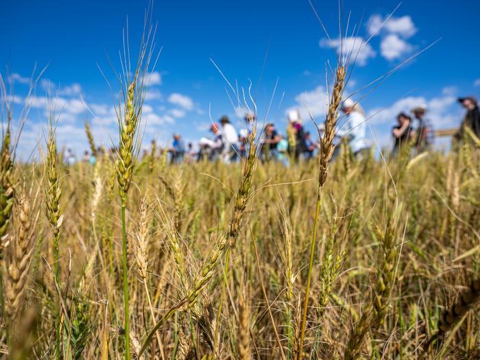 Wheat closeup