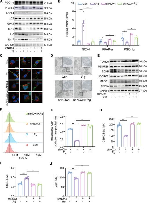 Fig. 3. shNOX4 protects mitochondrial metabolism in HMC3.