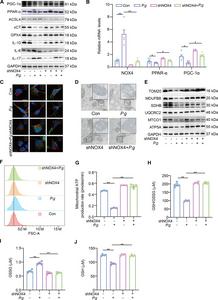 Fig. 3. shNOX4 protects mitochondrial metabolism in HMC3.