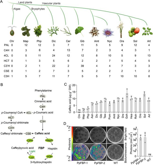 FBP precursor caffeic acid is present in land plant lineages.