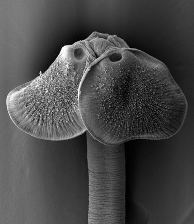 <i>Paraorygmatobothrium</i>