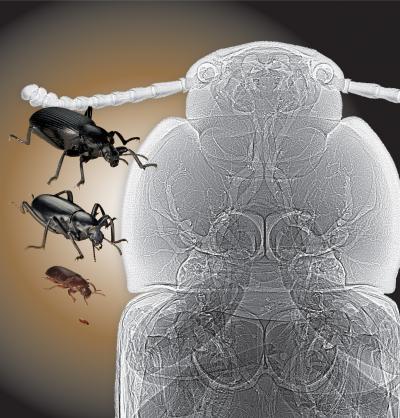 Beetle