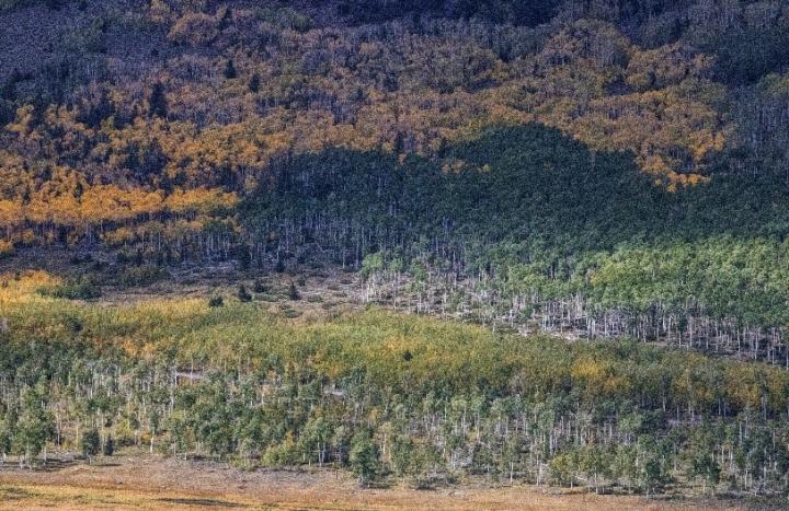 Pando Aspen