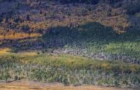 Pando Aspen