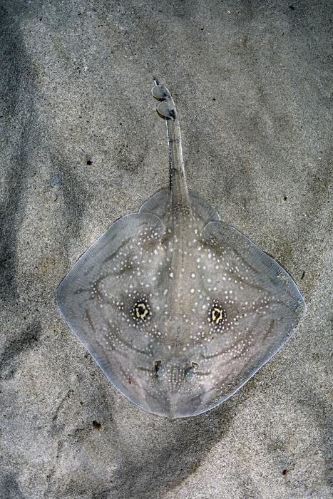 Mediterranean Rough Skate