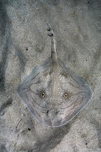 Mediterranean Rough Skate