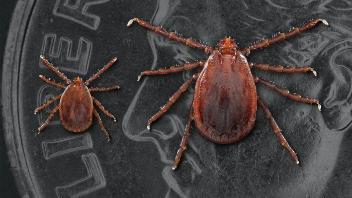Longhorned ticks