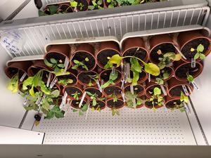 Spinach, rocket and kale plants grown under climate change conditions