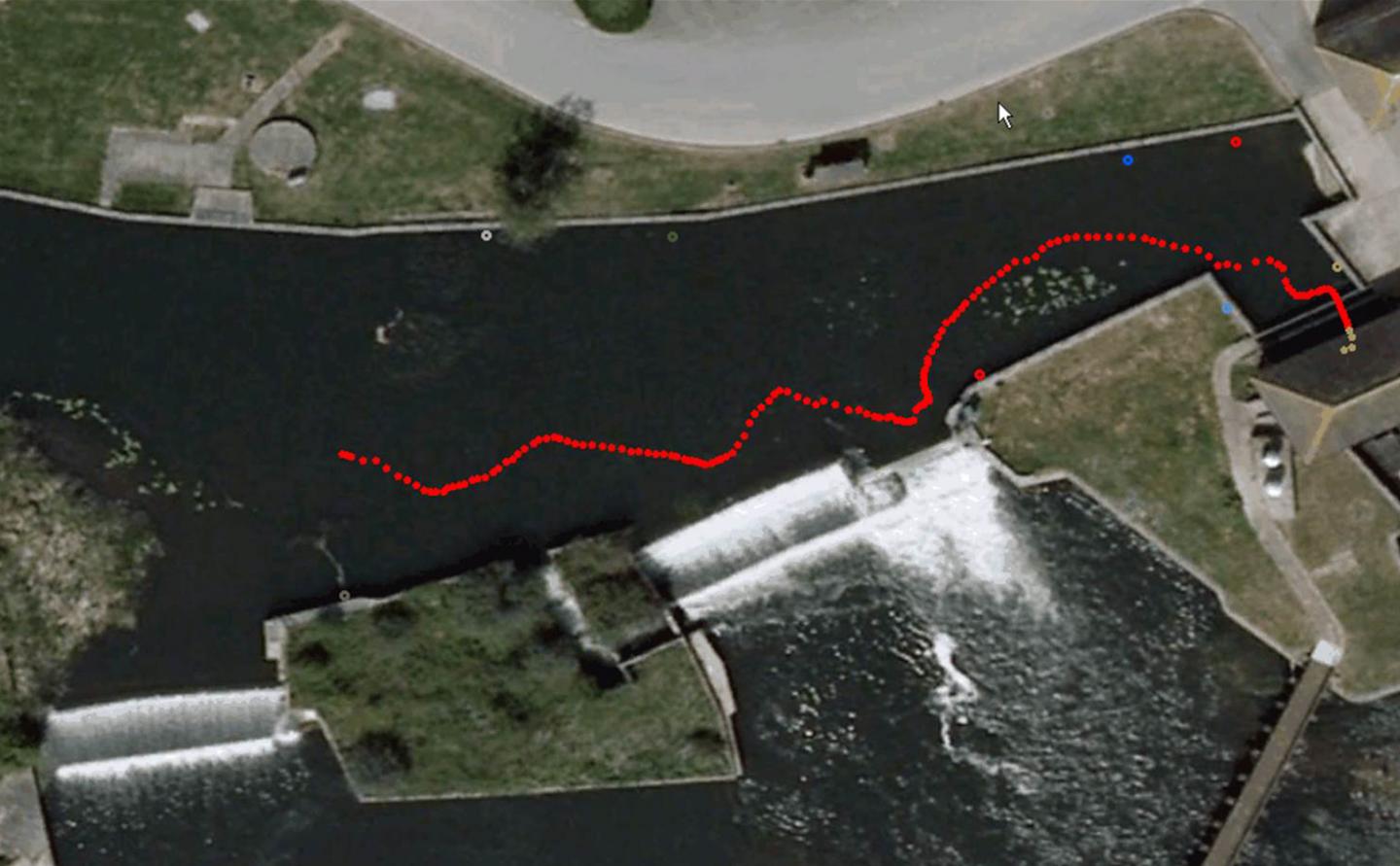 European Eel Pathway