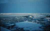 Arctic Sea Ice