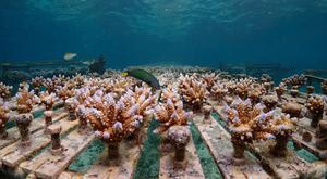 One year old pedigree tracked corals growing in an ocean nursery.