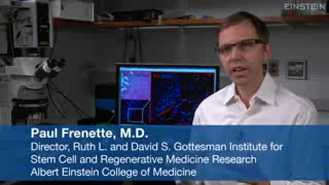 Science Talk: Nerves Play Key Role in Triggering Prostate Cancer and Influencing its Spread