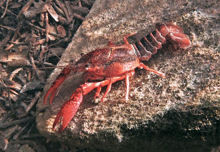 Crayfish