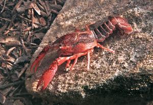Crayfish