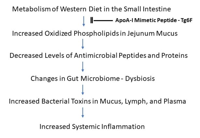 A schematic representation of how the metabolism of a Western diet in the jejunum of mice could lead to systemic inflammation.