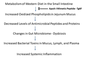 A schematic representation of how the metabolism of a Western diet in the jejunum of mice could lead to systemic inflammation.