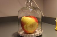 Fruit flies