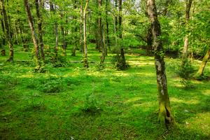 Woodpasture in Georgia