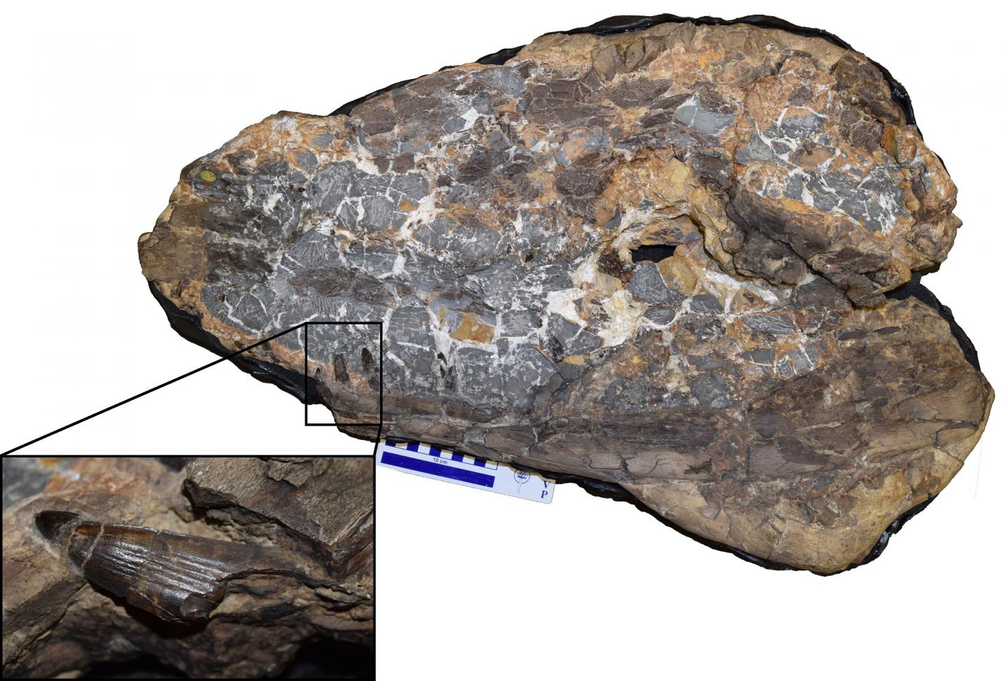 Fossil