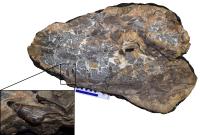 Fossil