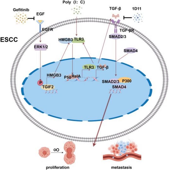 TGIF2-mediated HMGB3 overexpression promotes esophageal squamous cell carcinoma proliferation and metastasis through TLR3/TGF-β signaling
