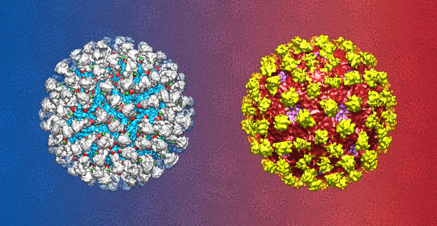 Neutralizing Dengue