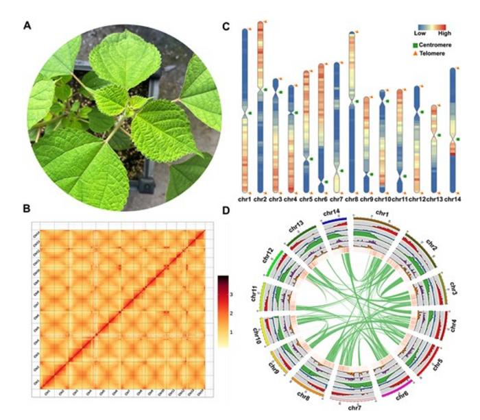 Genome assembly and genomic characterization of Bniv_1380.