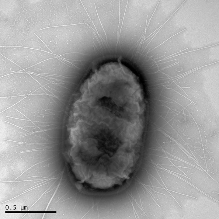 <i>E. coli</i> H30 Strain