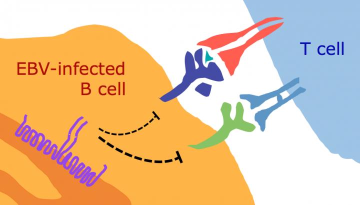 EBV-Infected Cell and T Cell