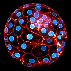Cell contraction drive the initial shaping of human embryos