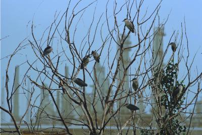 Herons in Tree
