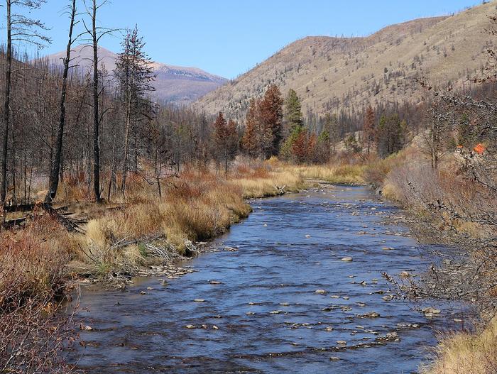 Burned trees next to stream in Colorado.