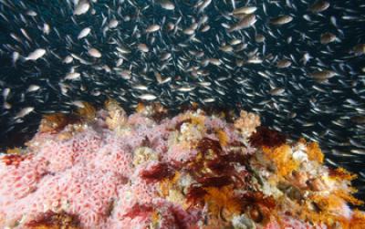 Juvenille Rockfish and Coral
