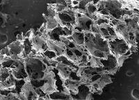 Silk-Based Scaffold
