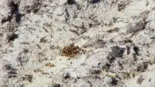Fire Ants: Coping With These Invasive Insects