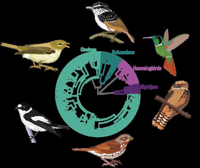 Circleplot of Six Species Used in the Study