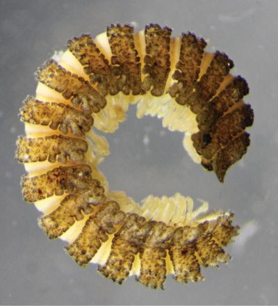 <i>Nephopyrgodesmus eungella</i>
