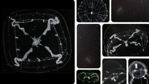 Michelin Jellyfish Cover Image