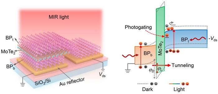 Figure | Bipolar-barrier tunnel heterostructure of 2D BP/MoTe2/BP for MIR photodetection.