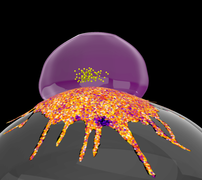 Natural Killer Cell