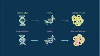 Changes in the Protein Structure