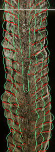 Overlay of cross-section of an icicle with internal fogginess