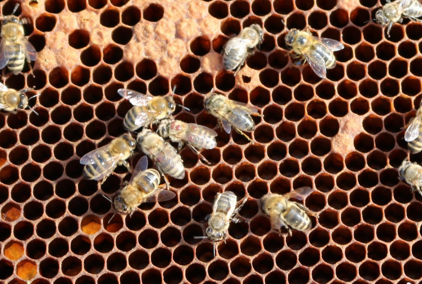 Deformed Wing Virus
