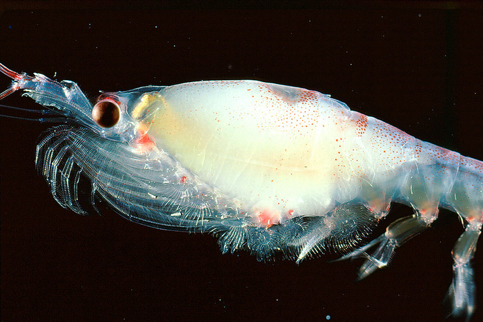 Gravid krill