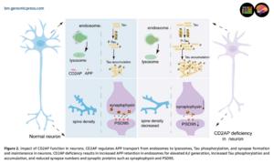 Impact of CD2AP deficiency in microglia in Alzheimer’s disease