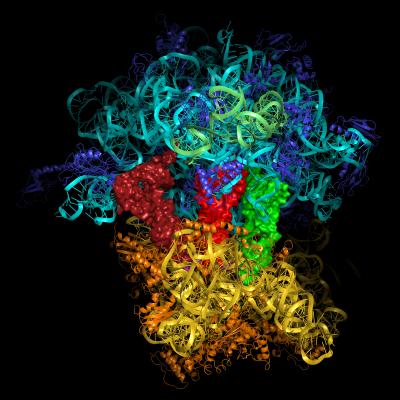Protein Factory of Living Cells